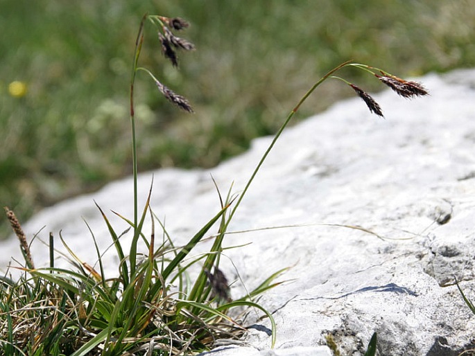 Carex fuliginosa subsp. fuliginosa