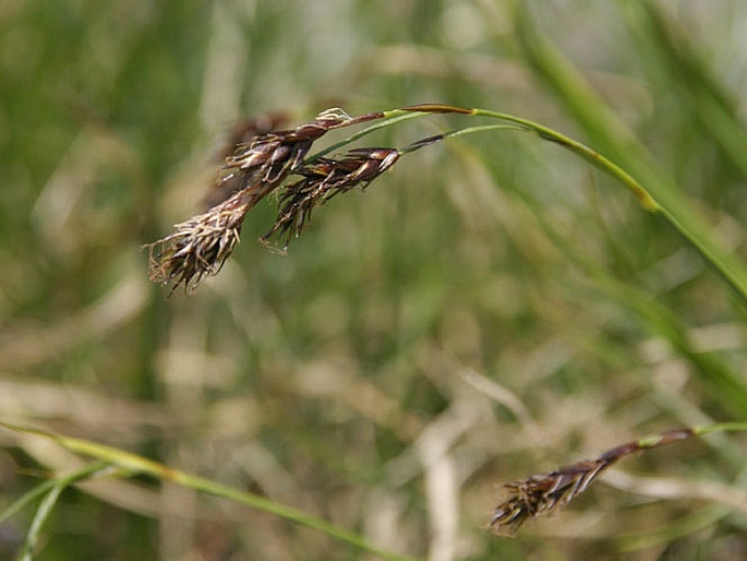 Carex fuliginosa subsp. fuliginosa