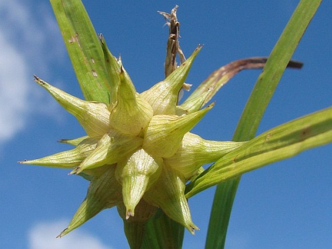 Carex grayi