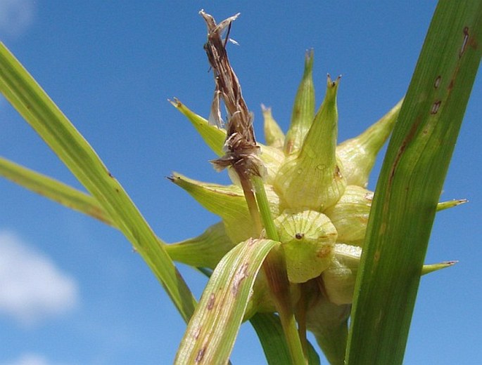 Carex grayi