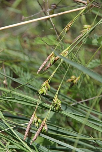 Carex halleriana