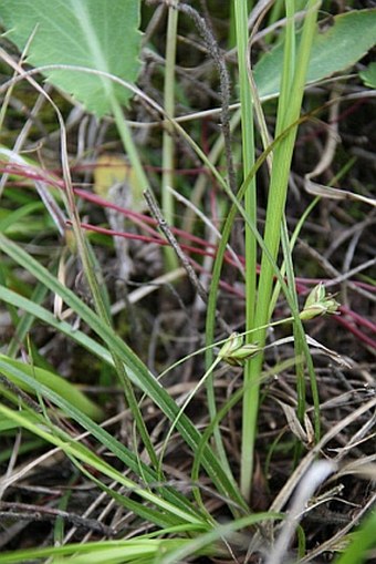 Carex halleriana