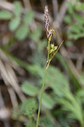 Carex halleriana