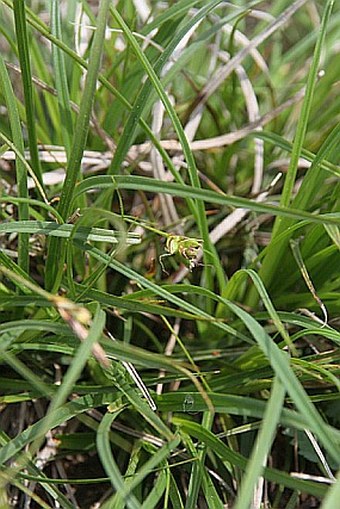 Carex halleriana