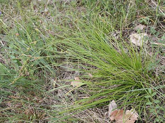 Carex halleriana