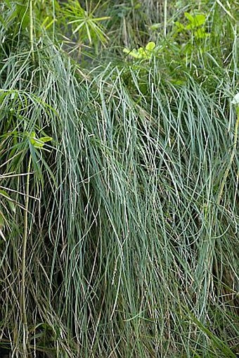 Carex paniculata subsp. hansenii