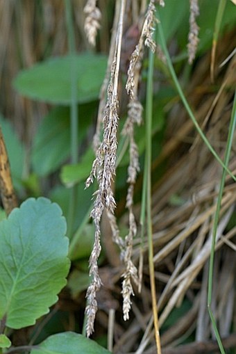 Carex paniculata subsp. hansenii