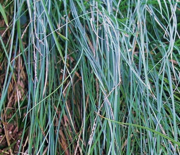 CAREX PANICULATA subsp. HANSENII Lewej. et Lobin - ostřice / ostrica