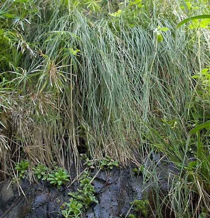 Carex paniculata subsp. hansenii