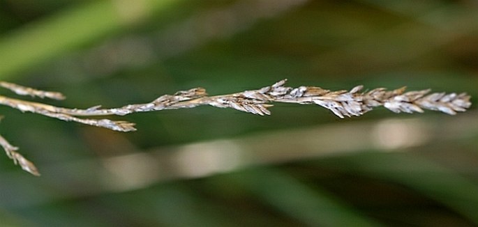 Carex paniculata subsp. hansenii