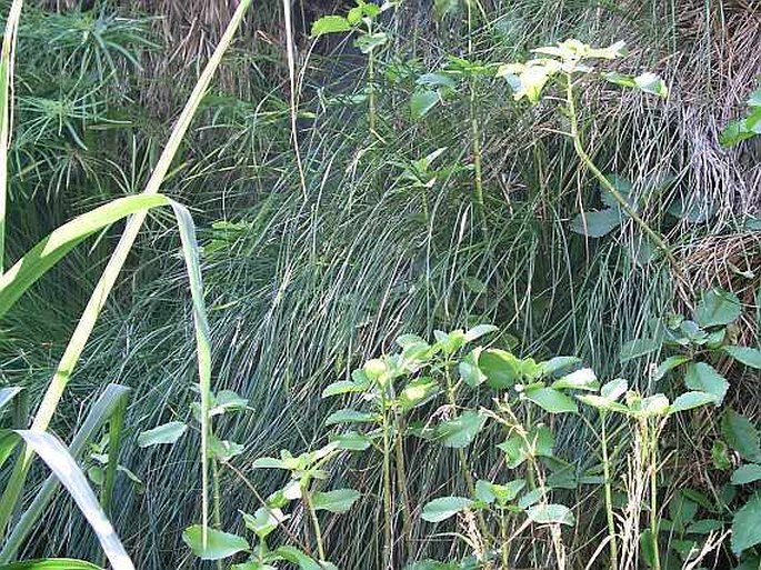 Carex paniculata subsp. hansenii