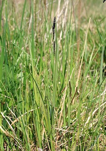 Carex hartmanii