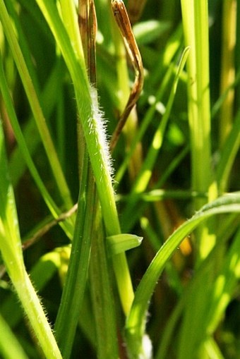 Carex hirta