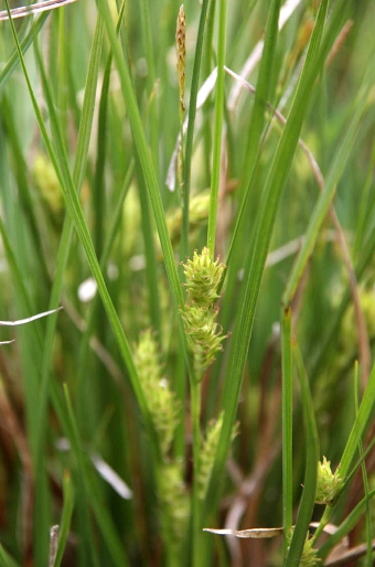 Carex hordeistichos