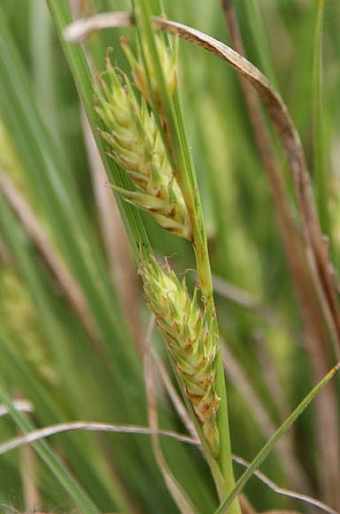 Carex hordeistichos