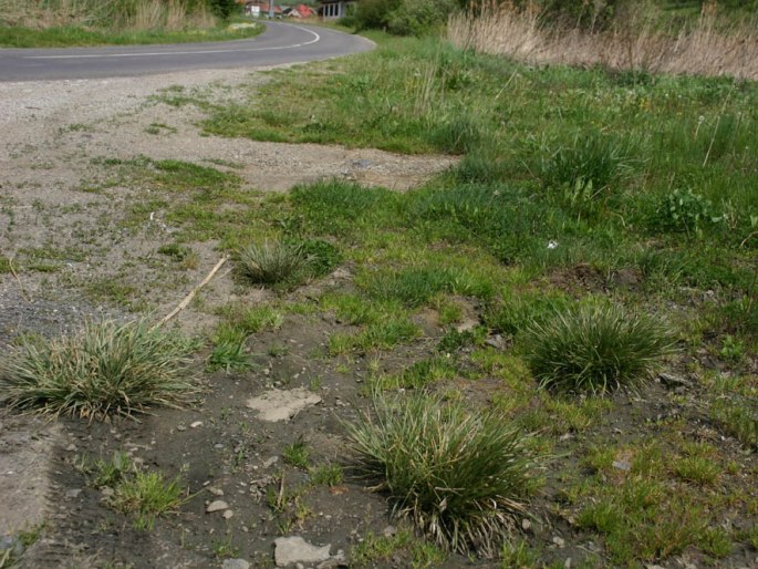 Carex hordeistichos