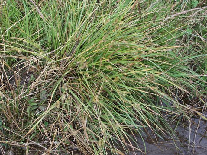 Carex hordeistichos