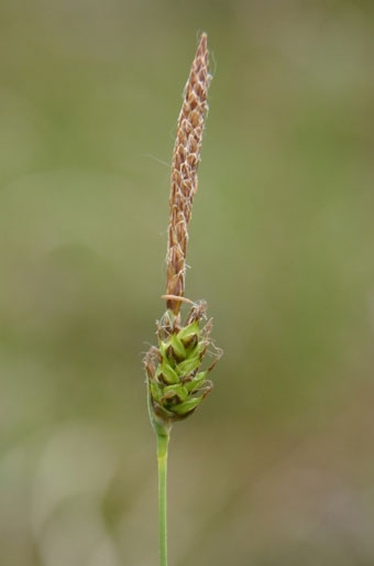 Carex hostiana