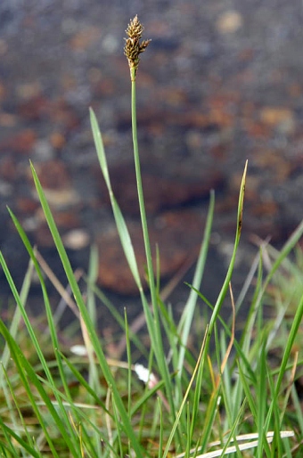 Carex lachenalii