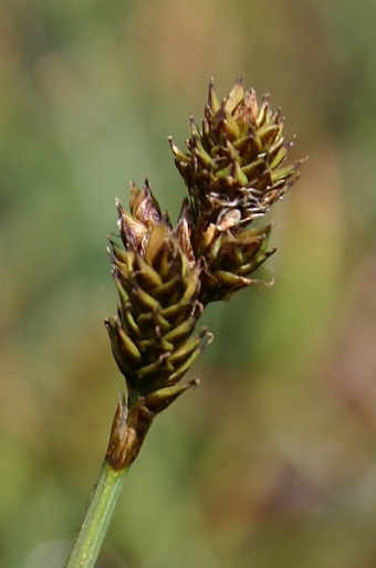 Carex lachenalii