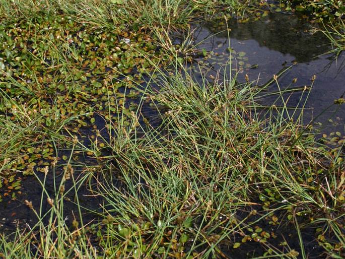 Carex lachenalii