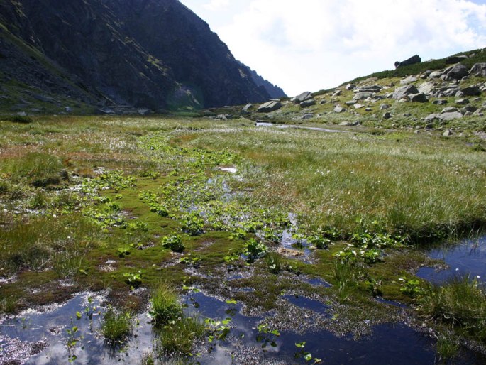 Carex lachenalii