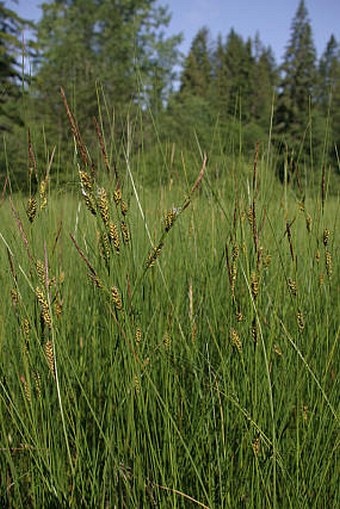 Carex lasiocarpa