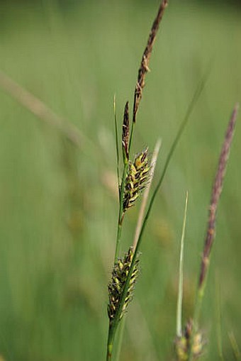 Carex lasiocarpa