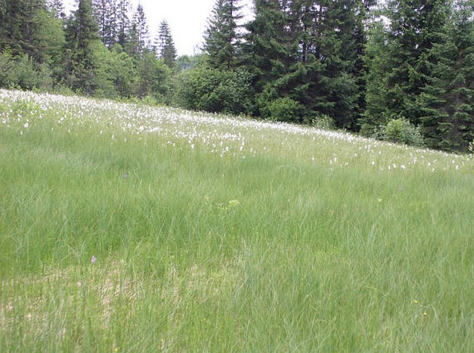 Carex lasiocarpa