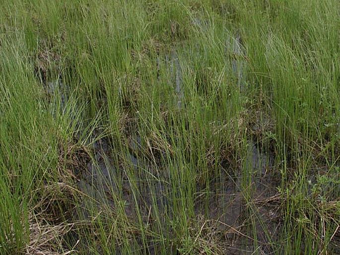 Carex lasiocarpa