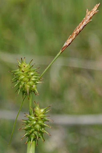 Carex lepidocarpa