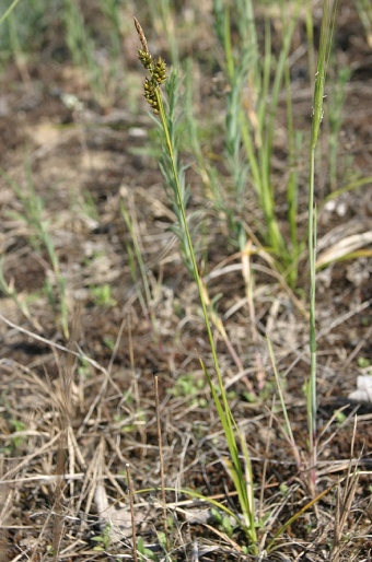 Carex liparocarpos subsp. liparocarpos