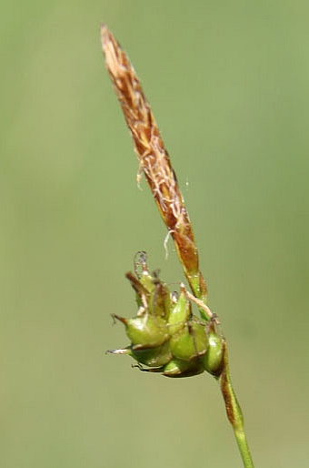 Carex liparocarpos subsp. liparocarpos