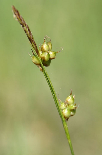 Carex liparocarpos subsp. liparocarpos