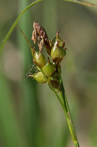 Carex liparocarpos subsp. liparocarpos