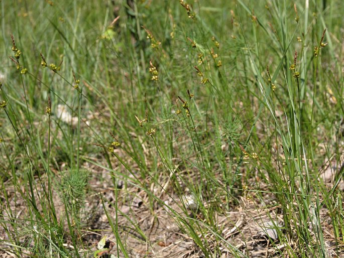 Carex liparocarpos subsp. liparocarpos