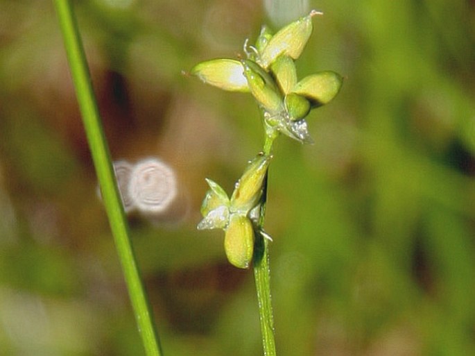 Carex loliacea