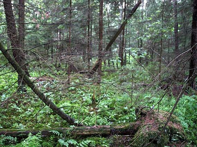 Carex loliacea