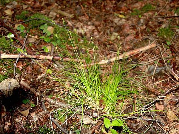 Carex loliacea