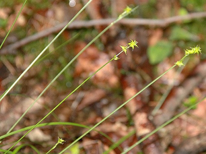 Carex loliacea