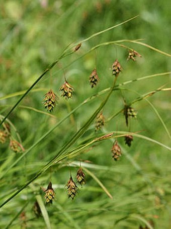 Carex magellanica subsp. irrigua