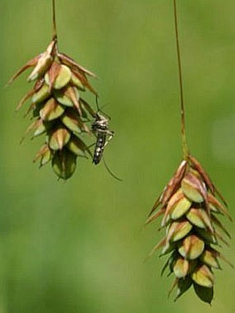 Carex magellanica subsp. irrigua