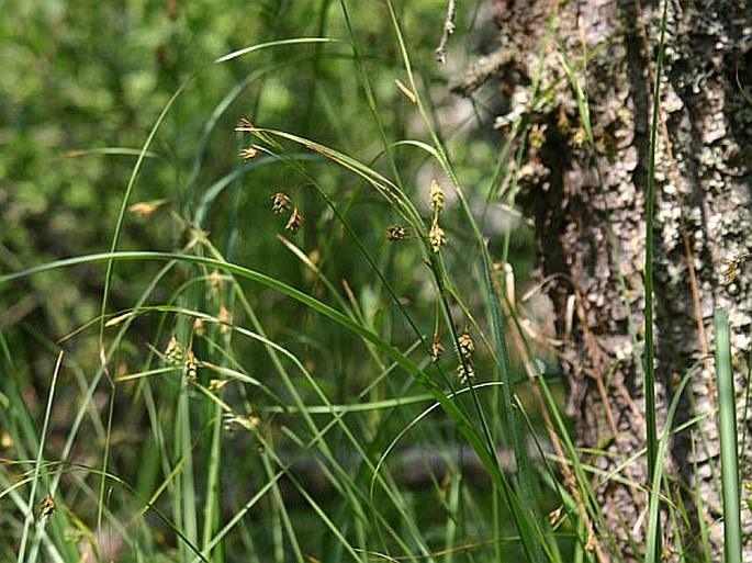 Carex magellanica subsp. irrigua