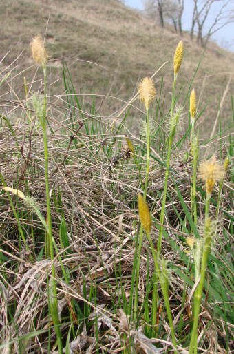 Carex michelli