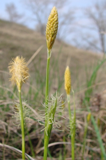 Carex michelli