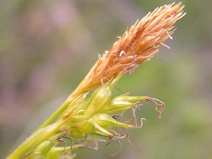 Carex michelli