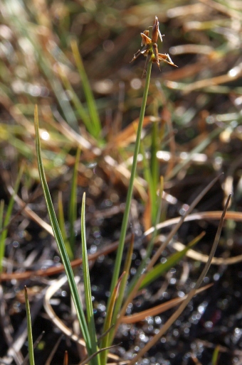 Carex microglochin