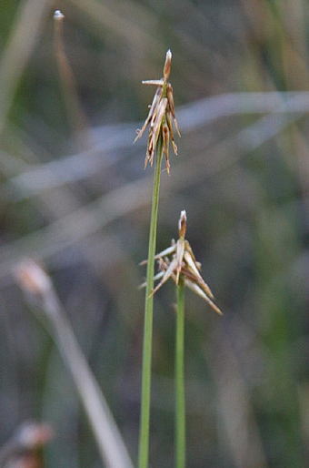 Carex microglochin