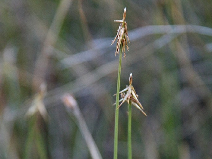 CAREX MICROGLOCHIN Wahlenb. – ostřice / ostrica