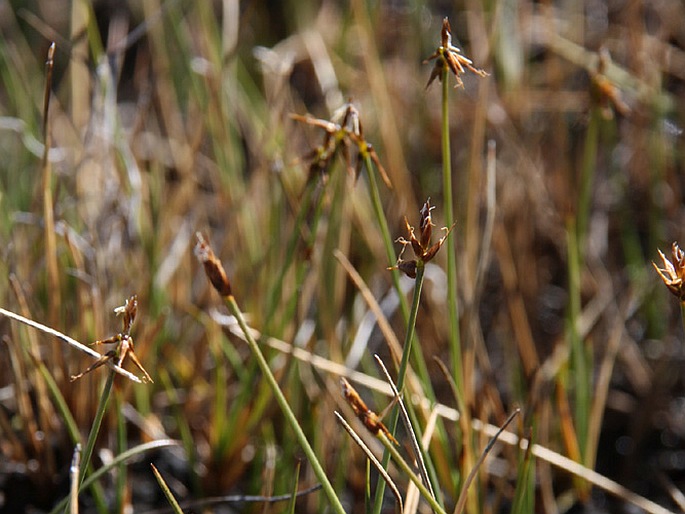 Carex microglochin